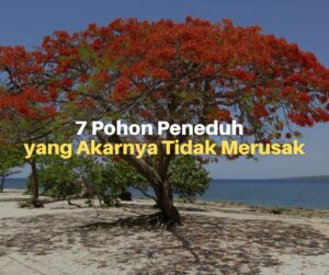 7 Pohon Peneduh yang Akarnya Tidak Merusak Pondasi Rumah