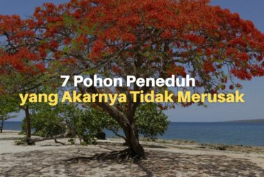 7 Pohon Peneduh yang Akarnya Tidak Merusak Pondasi Rumah