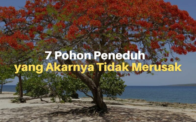 7 Pohon Peneduh yang Akarnya Tidak Merusak Pondasi Rumah