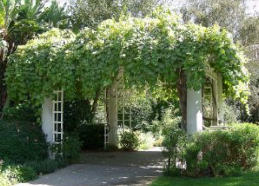 Kanopi Tanaman Merambat 